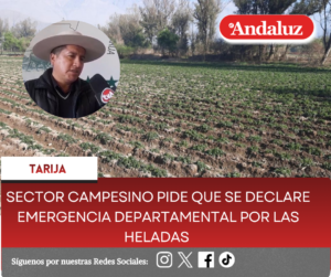 Sector campesino pide que se declare emergencia departamental por cultivos afectados por las heladas