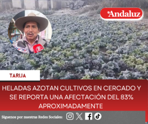 Heladas azotan cultivos en Cercado y se reporta una afectación del 83% aproximadamente