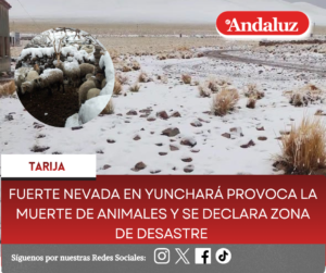 Fuerte nevada en Yunchará provoca la muerte de animales y se declara zona de desastre