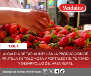 ALCALDÍA DE TARIJA IMPULSA LA PRODUCCIÓN DE FRUTILLA EN TOLOMOSA Y FORTALECE EL TURISMO Y DESARROLLO DEL ÁREA RURAL
